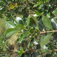 Psidium cattleyanum Sabine